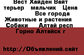 Вест Хайден Вайт терьер - мальчик › Цена ­ 35 000 - Все города Животные и растения » Собаки   . Алтай респ.,Горно-Алтайск г.